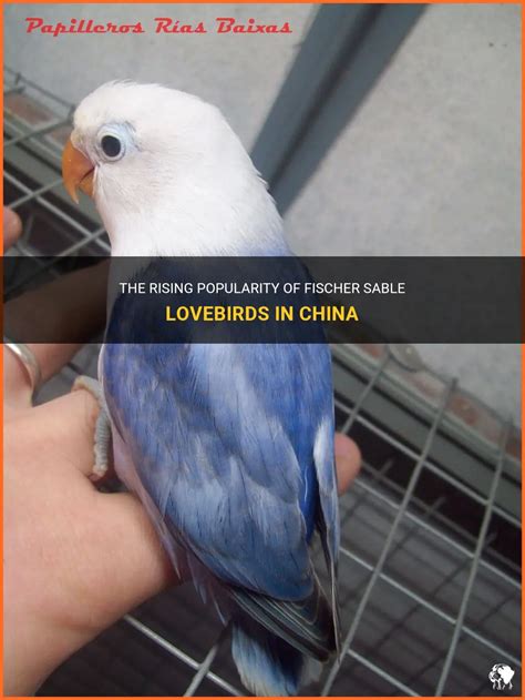 how popular are fischer sable lovebirds in china